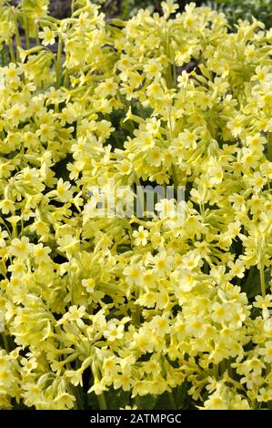 Oxlip Primrose Primula Eliator Blüte im Frühjahr Stockfoto