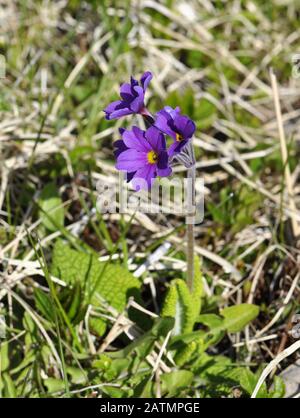 Eine einzelne violette Primrose Primula blüht im Frühjahr Stockfoto