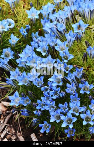 Blauer Enzian blumen Snowy chinesischen Enzian Blüte im Garten Stockfoto