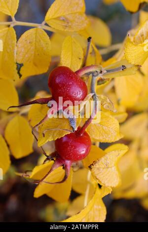 Rosa rugosa orangefarbene Hüften und gelbe Blätter im Herbst Stockfoto