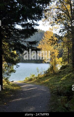 Herbst auf einem Weg, der zu einem Teich im Wald führt Stockfoto