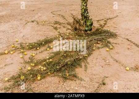 Wilde Wüste Kürbis oder colocynth (Citrullus colocynthis) Stockfoto