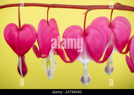 Blutende Herzblüten schließen sich auf gelbem Hintergrund (Lamprocapnos spectabilis) Stockfoto