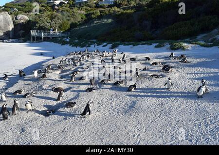 Bezaubernde afrikanische Pinguine am Boulders Beach, Kapstadt, Südafrika Stockfoto