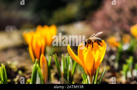 Schöne gelbe Krokus Blumen mit Biene in spring garden Stockfoto