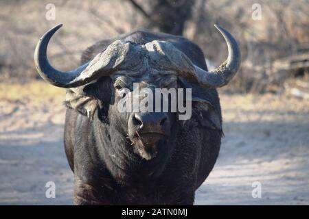 Nahaufnahme eines riesigen afrikanischen Büffels im Kruger National Park, Südafrika Stockfoto