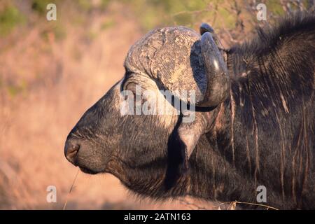 Nahaufnahme eines riesigen afrikanischen Büffels im Kruger National Park, Südafrika Stockfoto