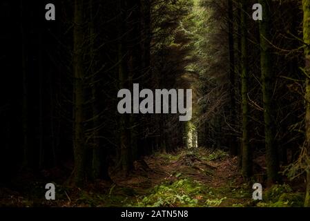 Reihen von Nadelholz Sitka Fichte Picea sitchensis Bäume in Davidstow Woods in Cornwall. Stockfoto