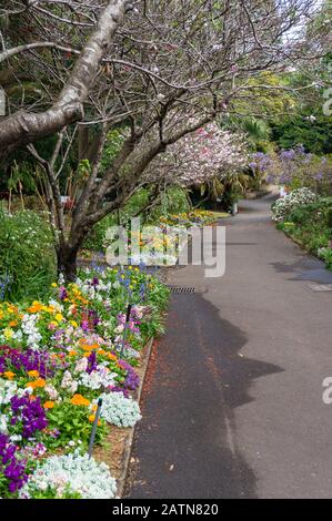 Bunte Blumenbeete entlang der Gasse im Garten, Park. Hintergrund der Natur Stockfoto