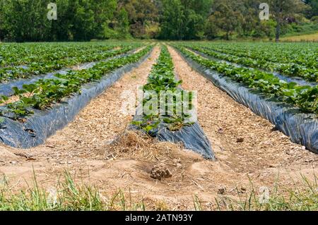 Strawberry patch, Feld mit Zeilen von Erdbeerpflanzen. Landwirtschaft Hintergrund Stockfoto