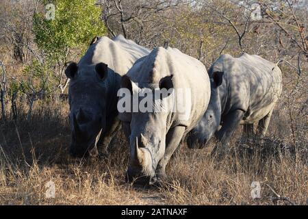 Gruppe weißer Nashörner im Kruger National Park, Südafrika Stockfoto