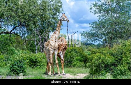 Zwei neckende Giraffen isoliert im afrikanischen Wildnisbild in horizontalem Format Stockfoto