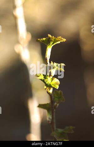 Currantenzweig mit jungen Sprossen im frühen Frühjahr bei sonnigem Wetter. Gartenkonzept. Sämling der Kerbbeere. Kopierbereich. Stockfoto