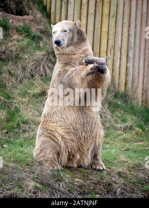 Rasputin der Eisbär wird im Yorkshire Wildlife Park, Doncaster, enthüllt. Stockfoto