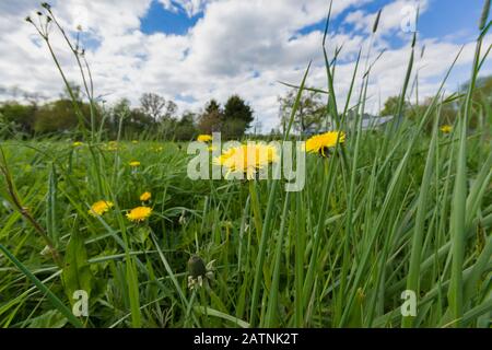 Löwenzahn Taraxacum officinale lateinischer Name in einem üppig bewachsenen Garten voller Unkraut oder Wiese Stockfoto