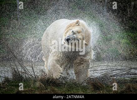 Rasputin, der Eisbär, schüttelt Wasser ab, als er im Yorkshire Wildlife Park, Doncaster, enthüllt wird. Stockfoto