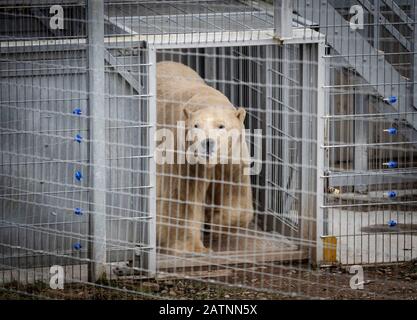 Rasputin, der Eisbär, geht aus einem Käfig, als er im Yorkshire Wildlife Park, Doncaster, enthüllt wird. Stockfoto