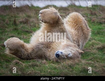 Rasputin der Eisbär wird im Yorkshire Wildlife Park, Doncaster, enthüllt. Stockfoto