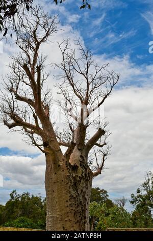 Australien, Perth, Baobab-Baum im öffentlichen Kings Park Stockfoto