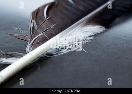 Schwarze Feder einer Krähe auf schwarzem Hintergrund nah oben, Makrop-Ho Stockfoto