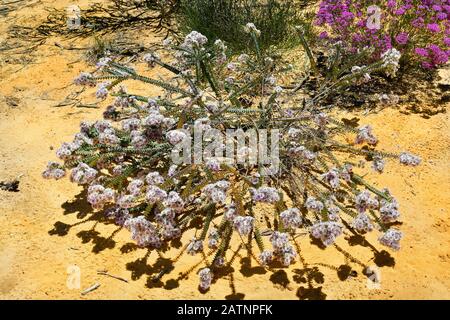 Australien, Kalbarri National Park, Verticordia oculata alias Prinzessin der australischen Flora Stockfoto