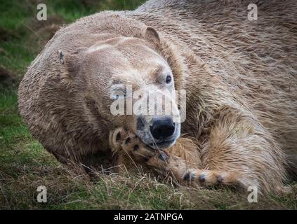 Rasputin der Eisbär wird im Yorkshire Wildlife Park, Doncaster, enthüllt. Stockfoto