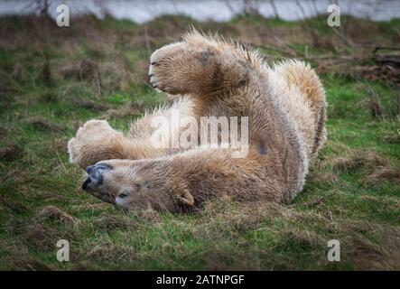 Rasputin der Eisbär wird im Yorkshire Wildlife Park, Doncaster, enthüllt. Stockfoto