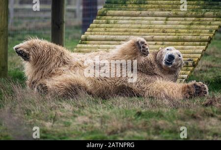 Rasputin der Eisbär wird im Yorkshire Wildlife Park, Doncaster, enthüllt. Stockfoto