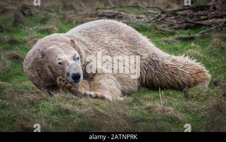 Rasputin der Eisbär wird im Yorkshire Wildlife Park, Doncaster, enthüllt. Stockfoto