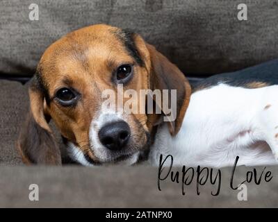 Reinrassige braune, weiß und schwarz gefärbte Beagle-Welpen legen sich in einem Nahbild auf die Couch, wobei die Worte Puppy Love in schwarzer Schrift ausgeschrieben sind. Stockfoto