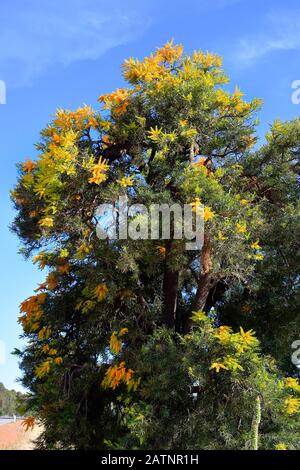 Australien, Nuytsia floribunda aka Western Australian Christmas Tree Stockfoto