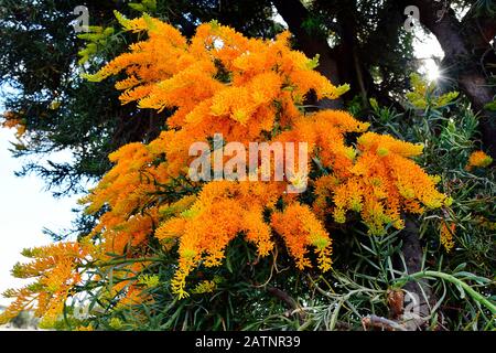 Australien, Nuytsia floribunda aka Western Australian Christmas Tree Stockfoto