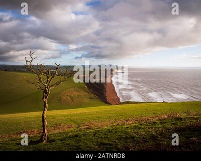 Ein einsamer Baum auf einem Hügel an der Dorset Küste Stockfoto