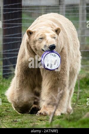 Rasputin der Eisbär wird im Yorkshire Wildlife Park, Doncaster, enthüllt. Stockfoto