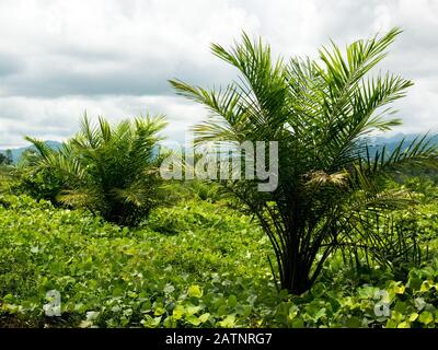 Juvenile Palmöl in der Plantage. Stockfoto