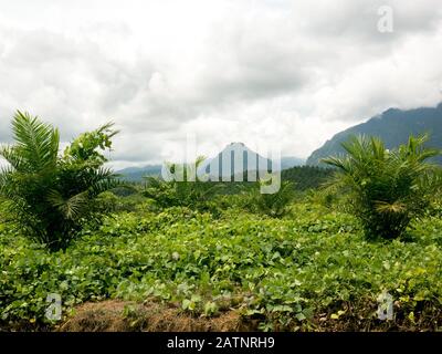 Juvenile Palmöl in der Plantage. Stockfoto