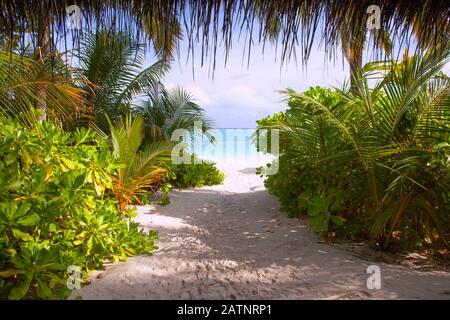 Meerblick durch Palmen, Weg zum Pier, Malediven Stockfoto