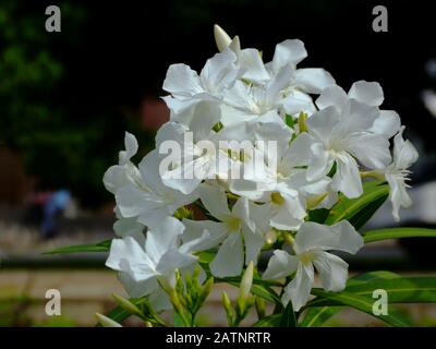 Isolierte weiße Oleanderblüte. Botanischer Name Nerium-Oleander. Mediterrane Strauch. Schönheit in der Natur. Exotische Blume. Gartenkonzept. Weiße Blütenhülle Stockfoto