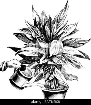 Antike Vintage-Line-Kunst-Illustration, Gravur oder Zeichnung der Bewässerung der Phrynium-Pflanze im Topf mit Dose. Von Buchwerken im Zimmer, Prag, 1898. Stock Vektor
