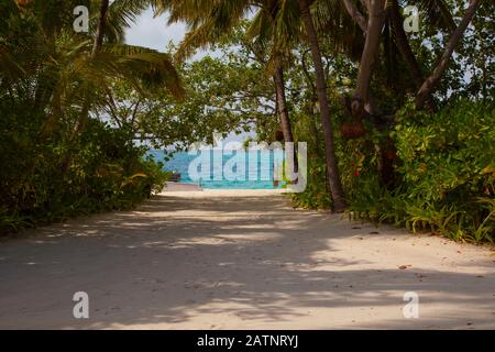 Meerblick durch Palmen, Weg zum Pier, Malediven Stockfoto