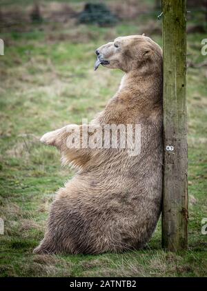 Rasputin der Eisbär wird im Yorkshire Wildlife Park, Doncaster, enthüllt. Stockfoto