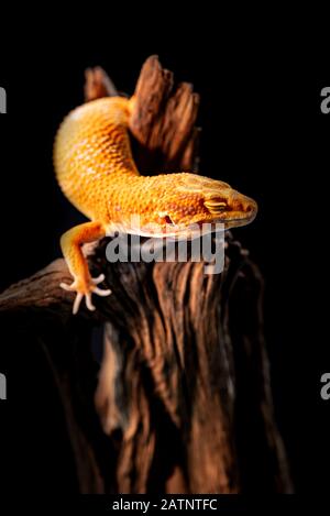 Makrofoto von Leopardengecko auf dem Holz im Wald, isoliert auf schwarzem Grund Stockfoto