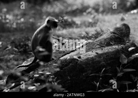 Grauer Langur aus wilder Landschaft Indiens Stockfoto