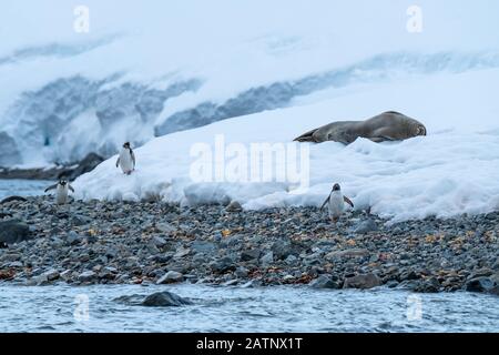Weddell Seal und Gentoo-Pinguine am Strand, Paradise Harbor, Antarktis. Stockfoto