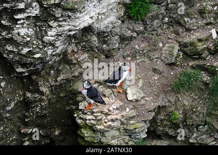 Papageitaucher auf Bempton Klippen, East Yorkshire, UK. Stockfoto