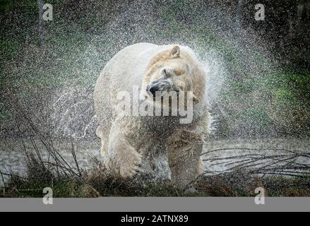 Rasputin, der Eisbär, schüttelt Wasser ab, als er im Yorkshire Wildlife Park, Doncaster, enthüllt wird. Stockfoto