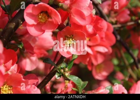 Rote Blumen des blühenden japanischen Quince im Frühjahr schließen die blühenden Blumen des chaenomeles japonica Zierstrauch Stockfoto