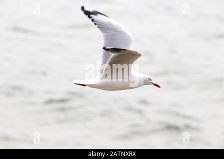 Ein Seeadler, der tief über den Ozean flog, der Wind, der so stark war, dass er an einem bewölkten Sommertag praktisch noch in Mittelluft gleiten konnte. Farbaktion eines Vogels. Stockfoto