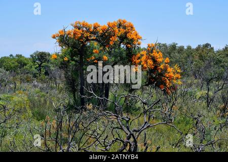 Australien, Nuytsia floribunda aka Western Australian Christmas Tree Stockfoto