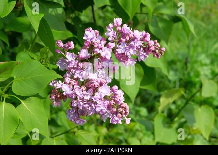 Lila Blumen, die mit duftenden Kronblättern blühen und den Frühling signalisieren, sind gekommen. Frühling violetter Hintergrund der Natur. Stockfoto